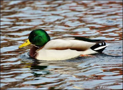 De quoi le canard est-il le symbole vivant en Chine ?