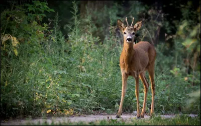Pourquoi le cerf est-il traditionnellement l'animal représentant la longévité ?