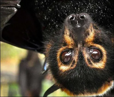 Quel terme retrouve-t-on en chinois dans la traduction chinoise de "chauve-souris" ?