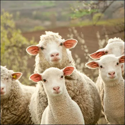 Lequel de ces animaux n'est pas différencié du mouton dans la langue chinoise et représente l'agriculture ?