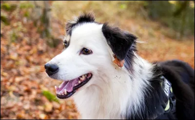 Qu'apporterait un chien noir à queue blanche à son maître ?