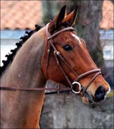 Laquelle de ces parties ne figure pas sur le filet ?