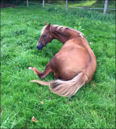 À quelle occasion un cheval peut-il vomir ?