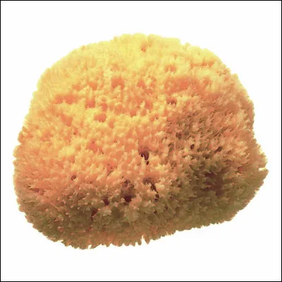 Est-il bien de passer une éponge humide sur le corps du cheval pour le rafraîchir quand il fait chaud ?