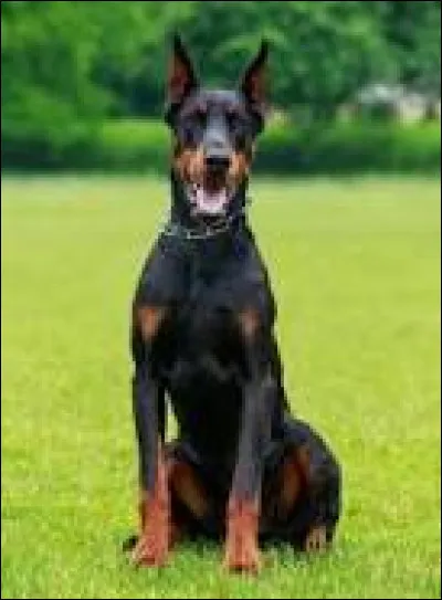 Quelle est la race de ce chien ?