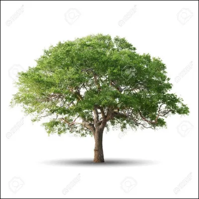 Tu vas dans la boutique d'Ollivander, de quel bois est faite ta baguette ?