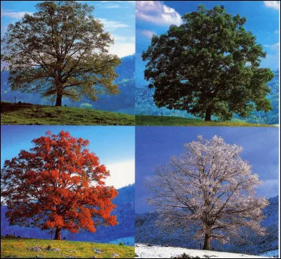 Quelle est ta saison préférée ?