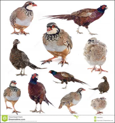 Lequel de ces volatiles n'est pas un gibier ?