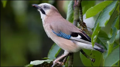 Le mot commence par "Pro" :