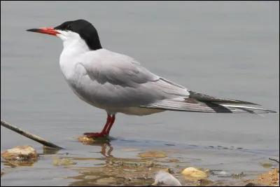 Le mot commence par "Pro" :