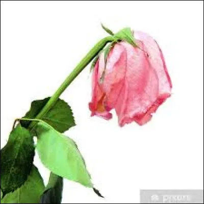 Le mot commence par "Pro" :