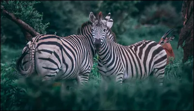 Quels sont ces animaux ?