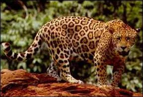 Quel est cet animal natif du Mexique ?