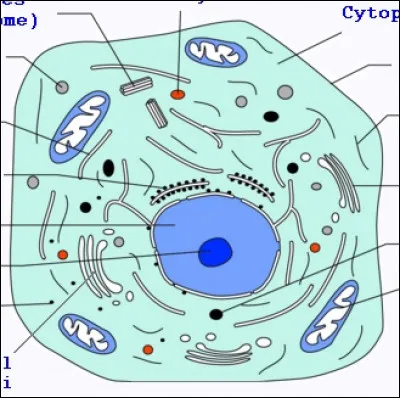 Comment appelle-t-on les différentes structures contenues dans le cytoplasme d'une cellule humaine ?