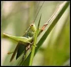 Quel est cet animal ?