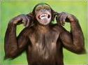 Quiz Animaux