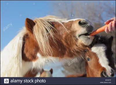Tu n'as plus de bonbons pour chevaux mais ta monture a fait un travail tellement satisfaisant que tu tiens &agrave; la remercier. Que fais-tu ?