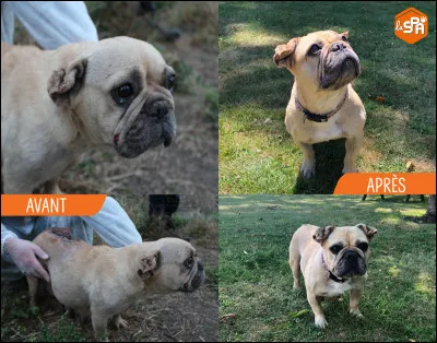 Qui préside la SPA ?