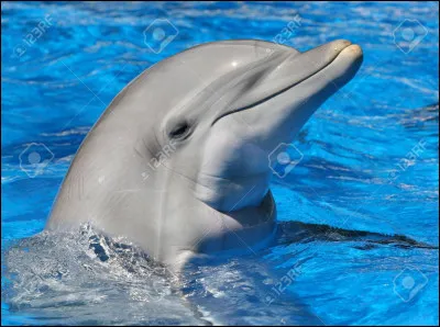 Quel est cet animal ?