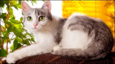 Quel est cet animal ?