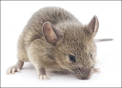 Quel est cet animal ?