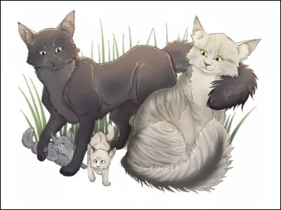 Qui sont les chats sur l'image ?