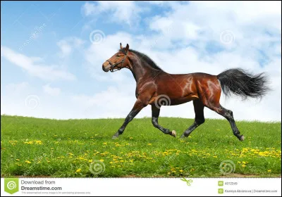 Qu'est-ce que le trot en levé ?