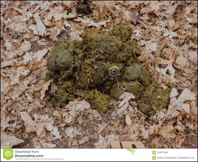 Cochez la phrase vraie.