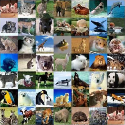 Tes animaux préférés sont...
