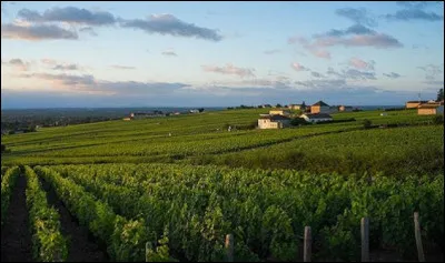 ''Le saint-amour'' est un vin issu de quel vignoble ?