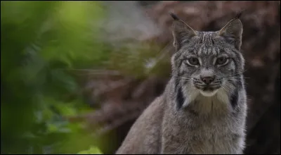 Quel est cet animal ?