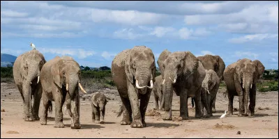 Quel est cet animal ?