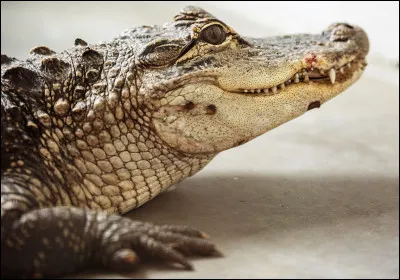 Quel est cet animal ?