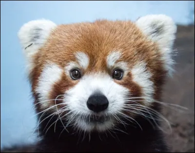 Quel est cet animal ?