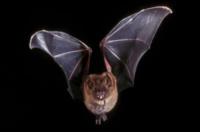 Quel est cet animal ?