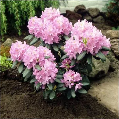 Quelle plante &eacute;tait autrefois appel&eacute;e rosage ?