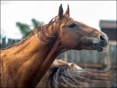 De quelle race est ce cheval ?