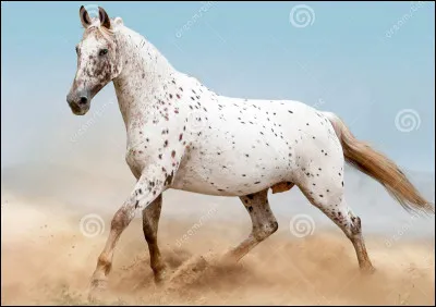 De quelle race est ce magnifique cheval ?