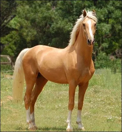 De quelle race est ce cheval ?