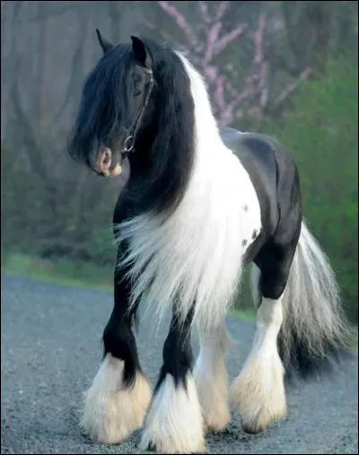 De quelle race est ce cheval ?