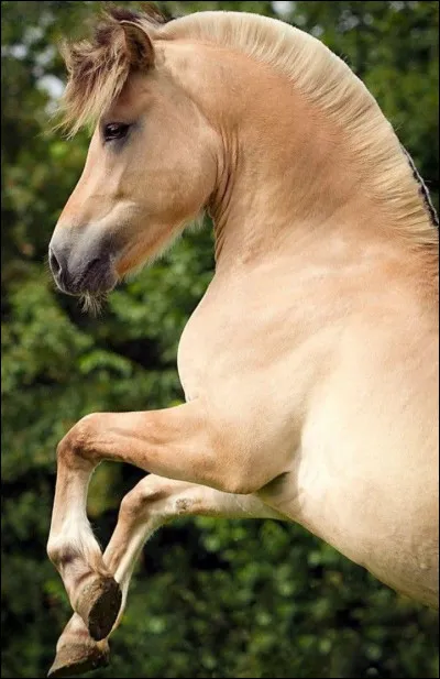 De quelle race est ce cheval ?