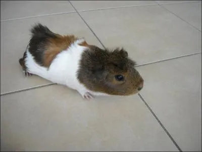 Quelle est la race de ce rongeur ?