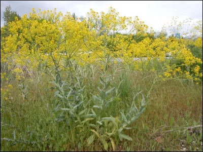 Sous quel nom connaît-on Jules Bazile ?