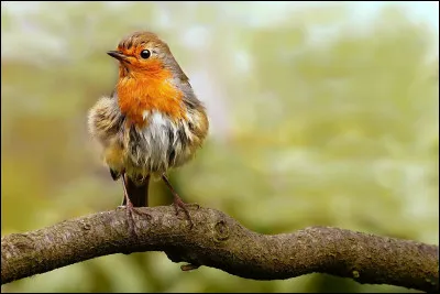 Comment se nomme ce petit oiseau que l'on trouve partout ?