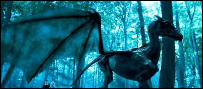 Qui voit les Sombrals ?