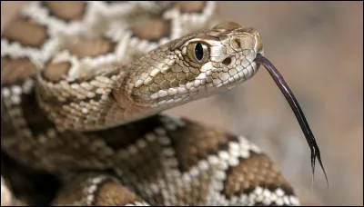 Et enfin, quel est celui-ci qui n'a pas de pattes ?