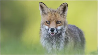 Quel est cet animal roux ?