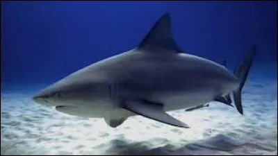 Comment s'appelle cet animal ?