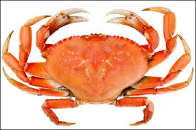 Comment s'appelle cet animal ?