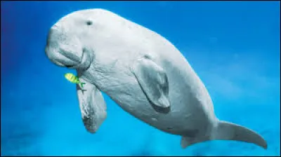 Comment s'appelle cet animal ?